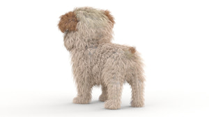 Maltipoo Dog Puppy 3D Model Polygonal Fur Thumbnail
