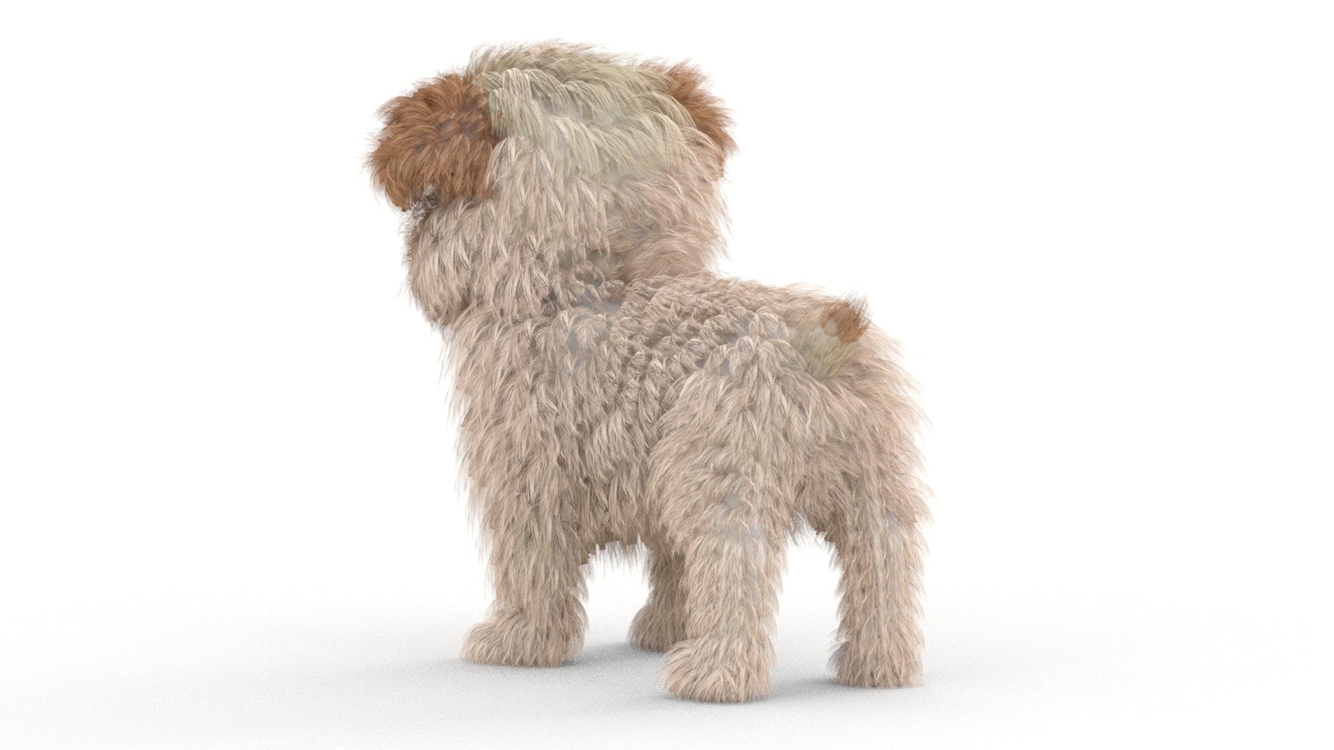 Maltipoo Dog Puppy 3D Model Polygonal Fur