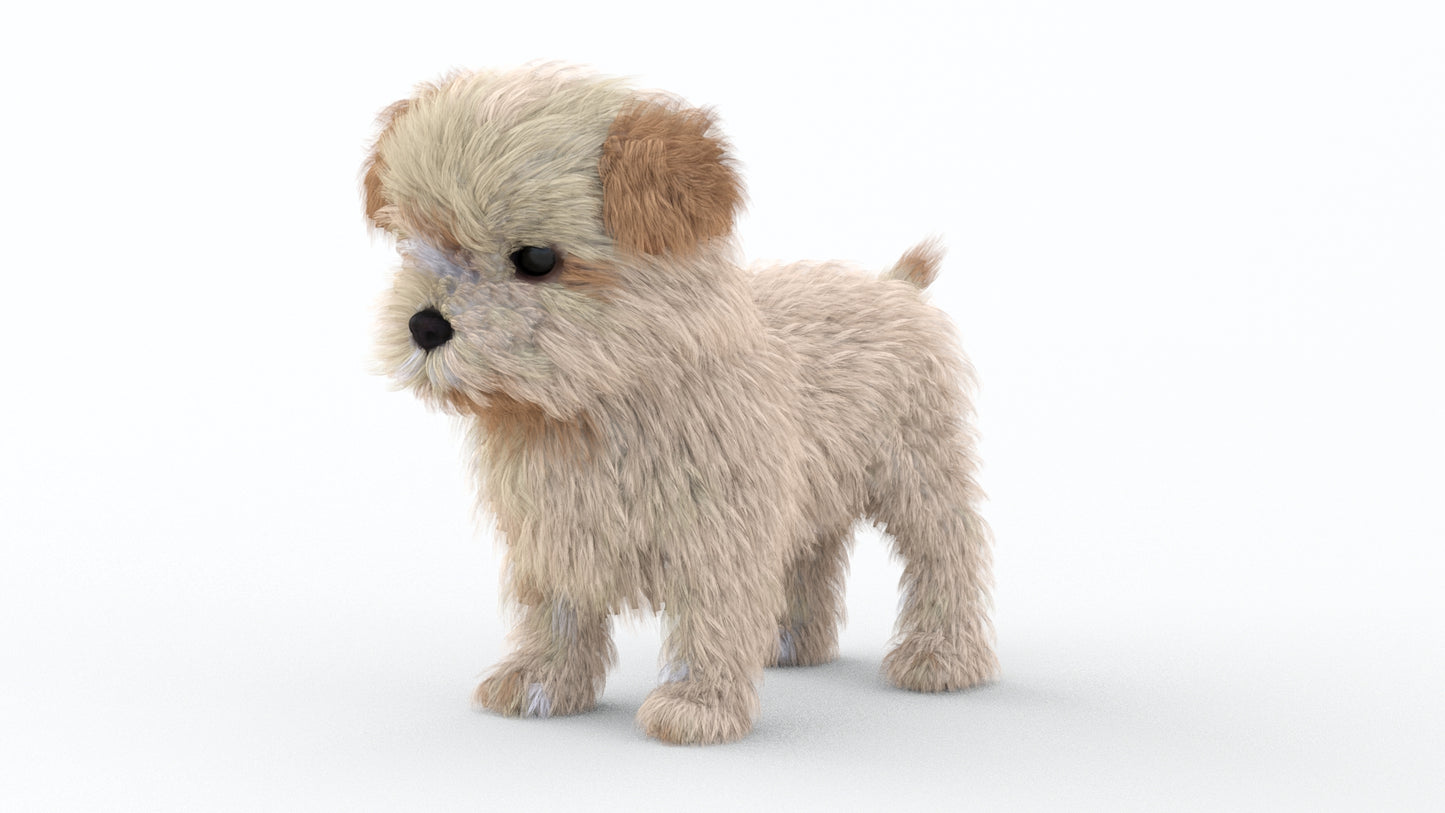 Maltipoo Dog Puppy 3D Model Polygonal Fur