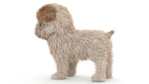 Maltipoo Dog Puppy 3D Model Polygonal Fur Thumbnail