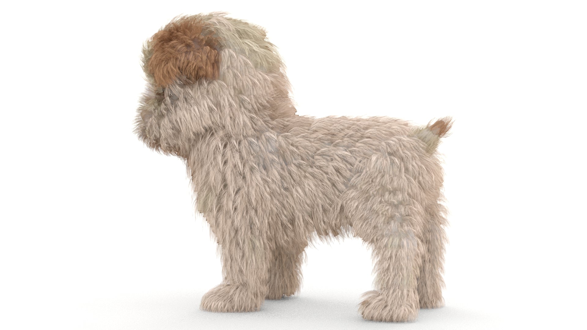 Maltipoo Dog Puppy 3D Model Polygonal Fur