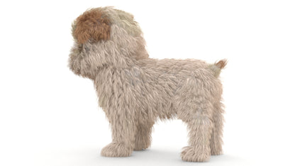 Maltipoo Dog Puppy 3D Model Polygonal Fur