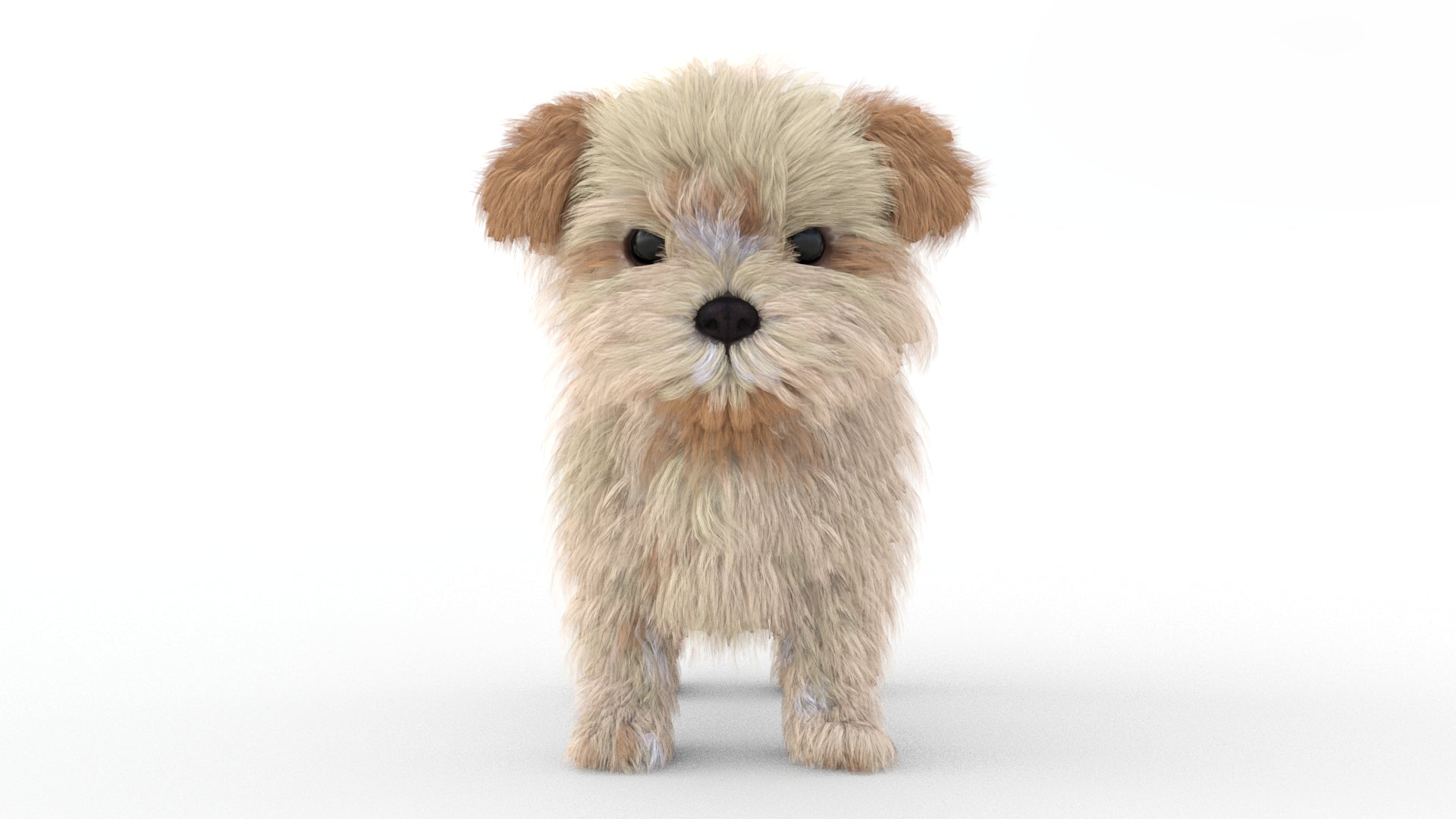 Rigged Maltipoo Dog Puppy 3D Model Polygonal Fur - 360 Degree View