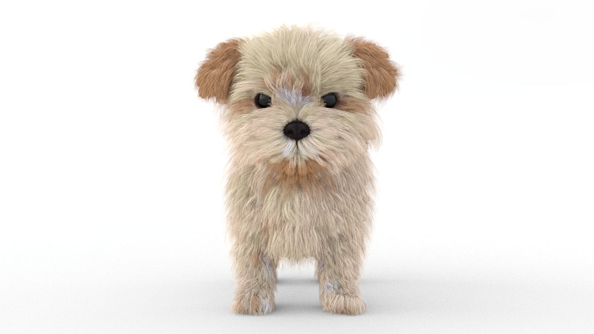 Rigged Maltipoo Dog Puppy 3D Model Polygonal Fur - 360 Degree View