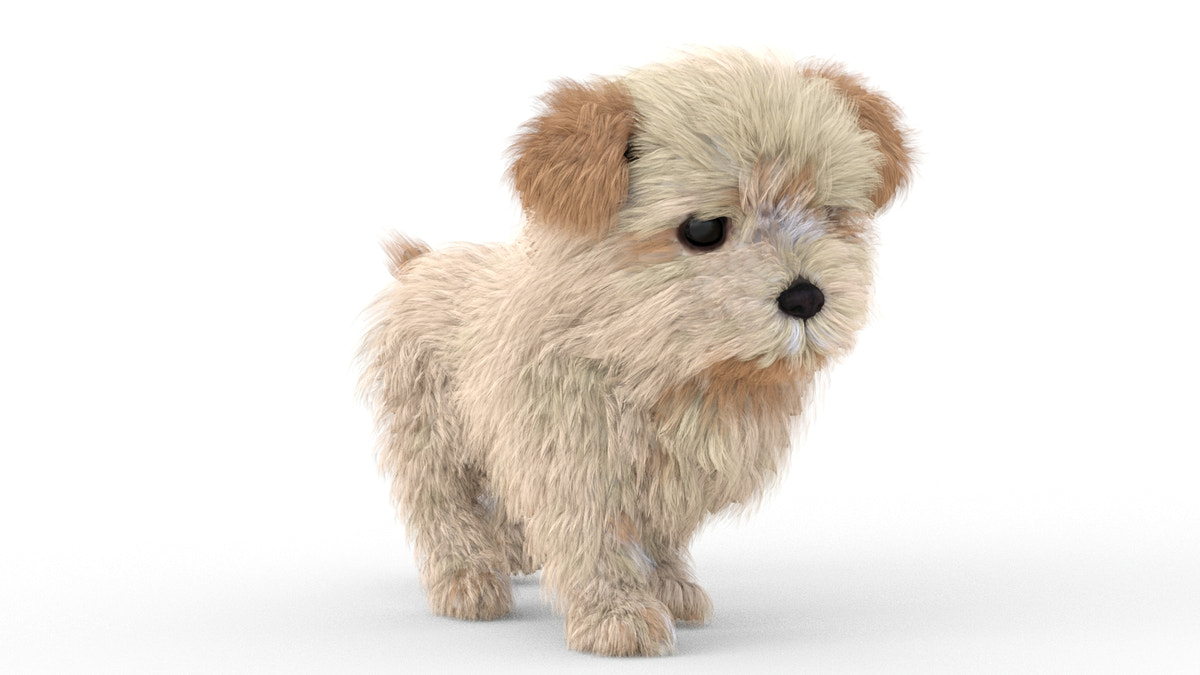 Animated Maltipoo Dog Puppy 3D Model Alpha Hair - 360 Degree View