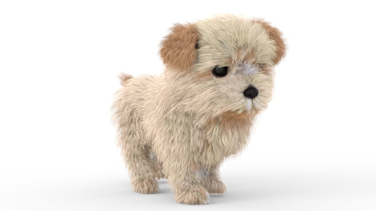 Animated Maltipoo Dog Puppy 3D Model Alpha Hair 360° view 5 frame 2