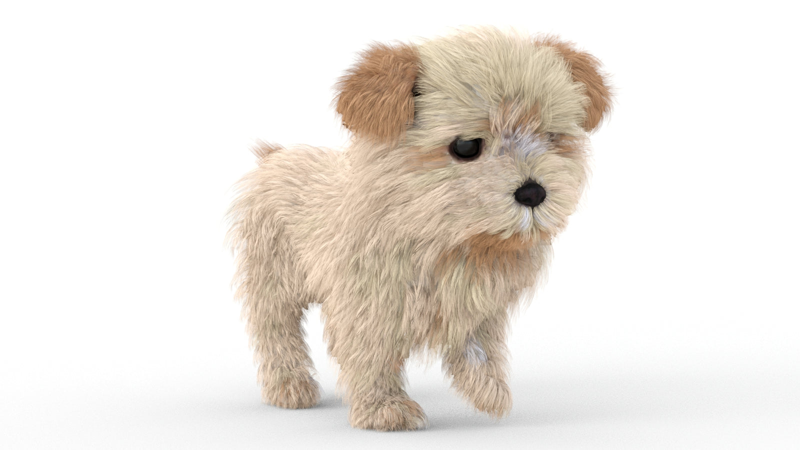 Animated Maltipoo Dog Puppy 3D Model Alpha Hair 360° view 5 frame 6