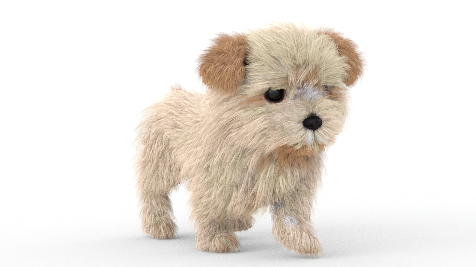 Animated Maltipoo Dog Puppy 3D Model Alpha Hair 360° view 5 frame 11