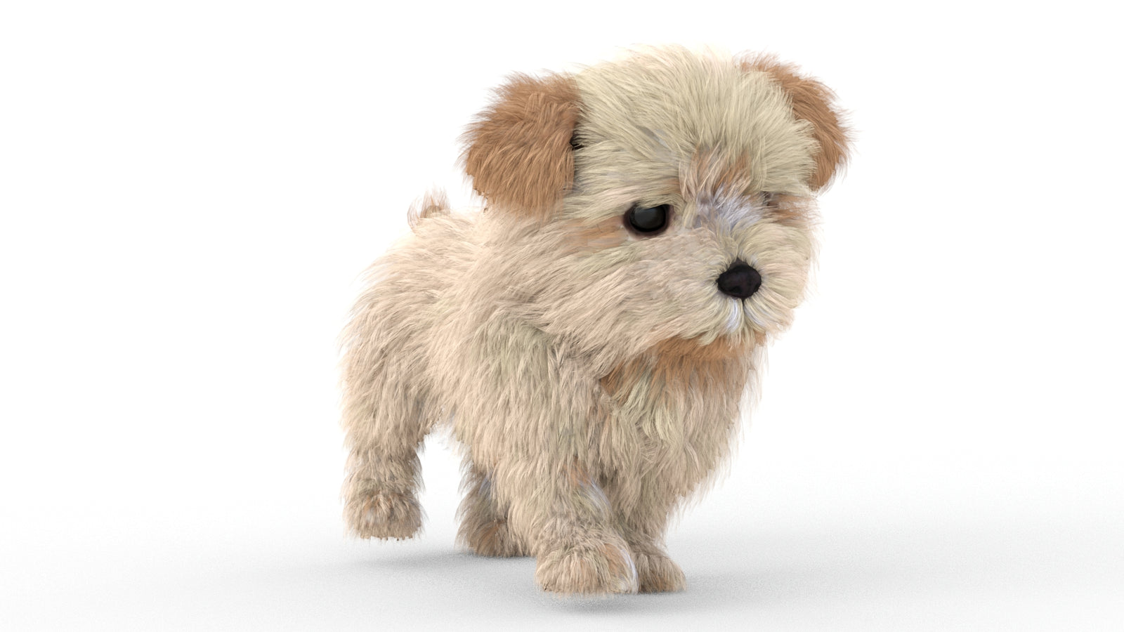 Animated Maltipoo Dog Puppy 3D Model Alpha Hair 360° view 5 frame 24