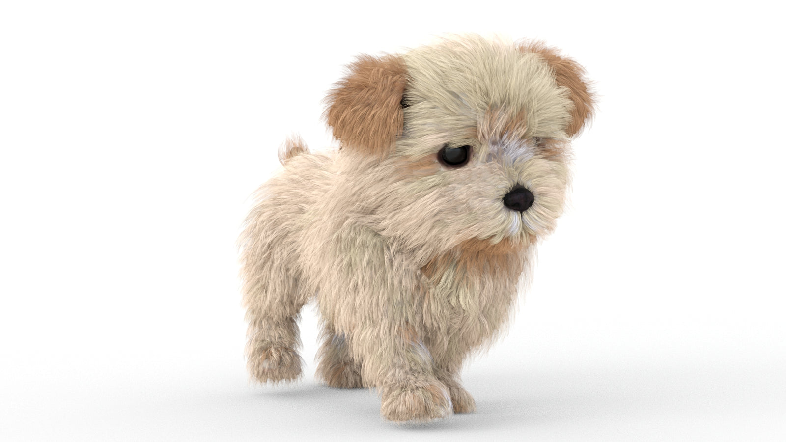 Animated Maltipoo Dog Puppy 3D Model Alpha Hair 360° view 5 frame 25