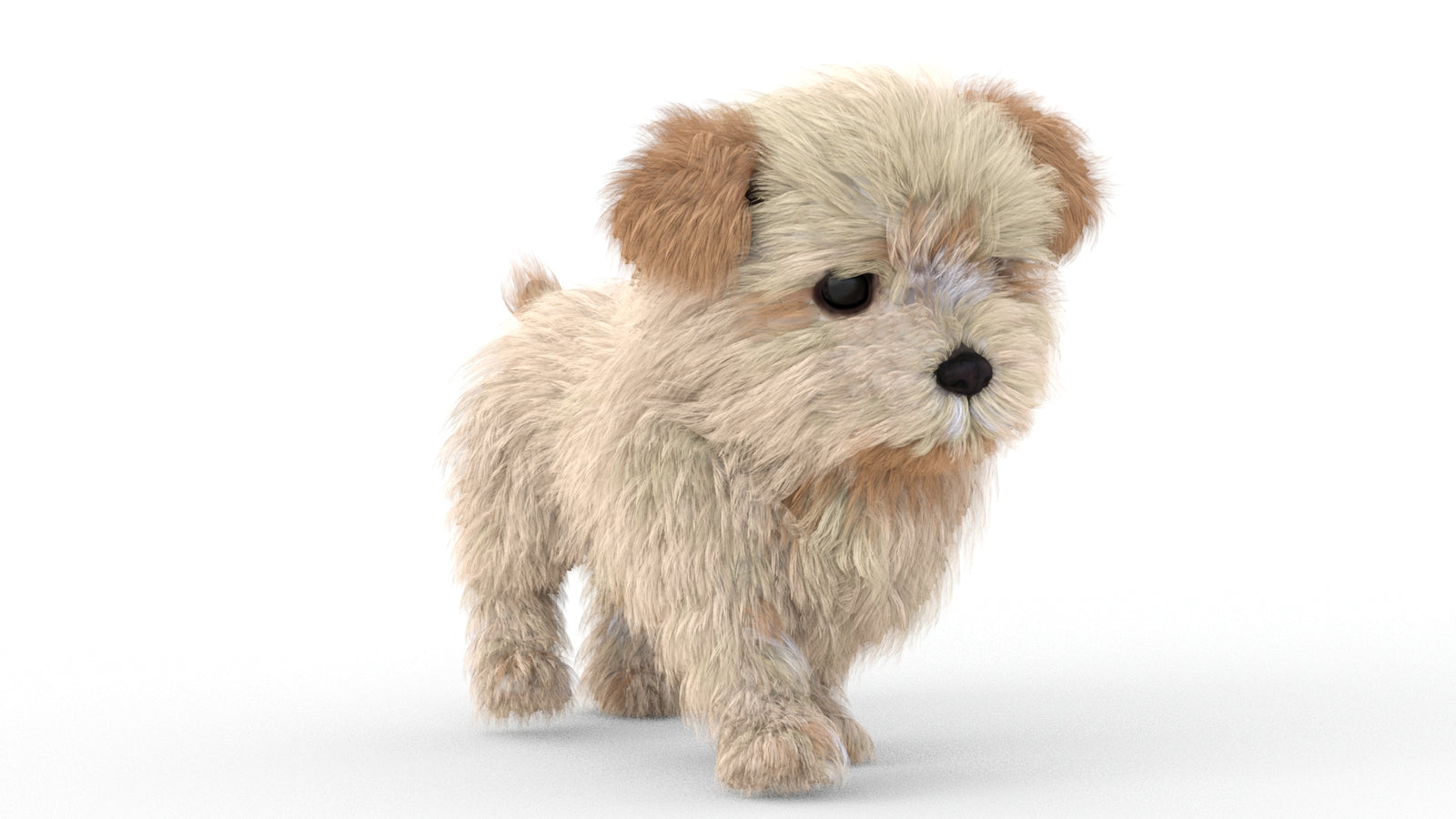 Animated Maltipoo Dog Puppy 3D Model Alpha Hair 360° view 5 frame 26