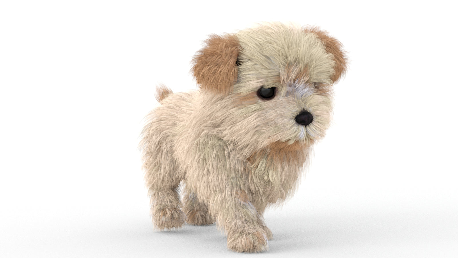 Animated Maltipoo Dog Puppy 3D Model Alpha Hair 360° view 5 frame 27