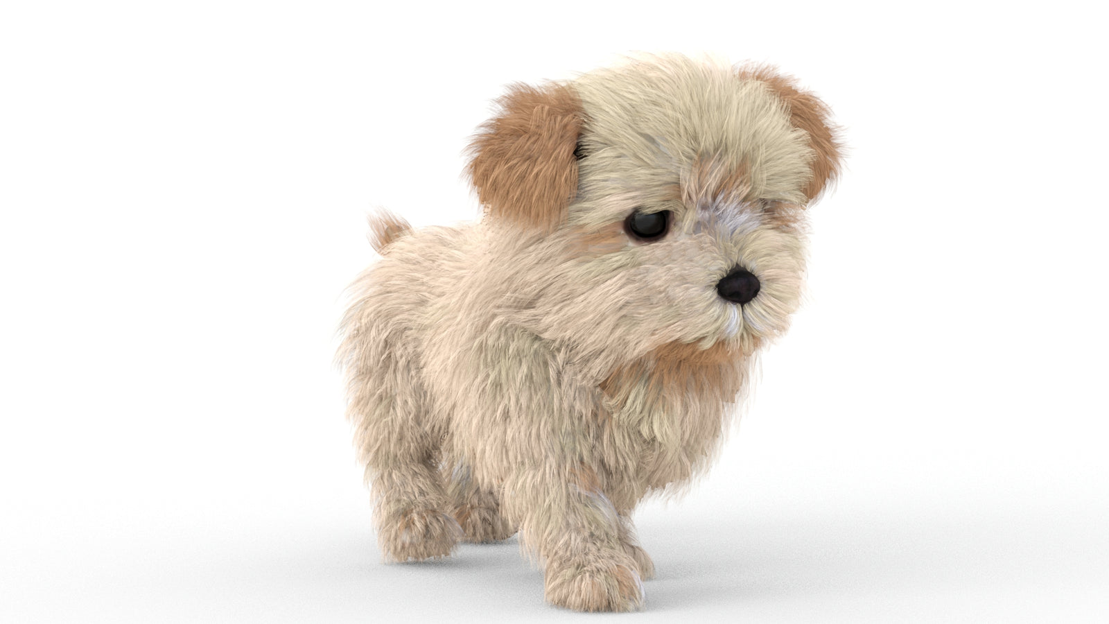 Animated Maltipoo Dog Puppy 3D Model Alpha Hair 360° view 5 frame 28
