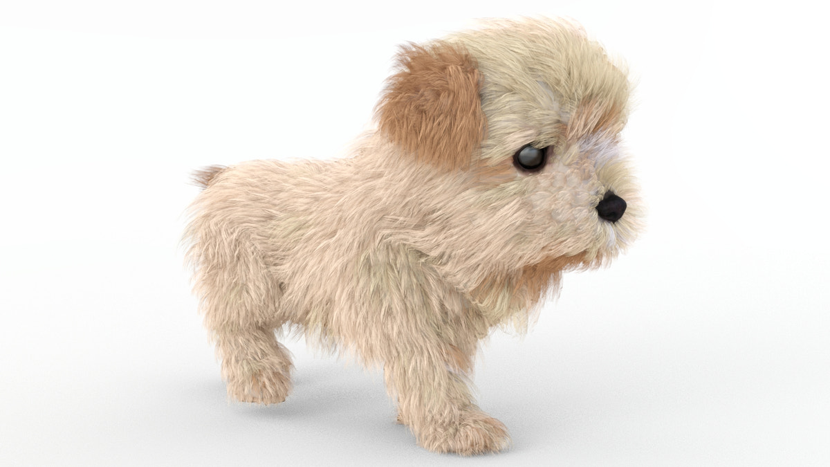 Animated Maltipoo Dog Puppy 3D Model Alpha Hair - 360 Degree View