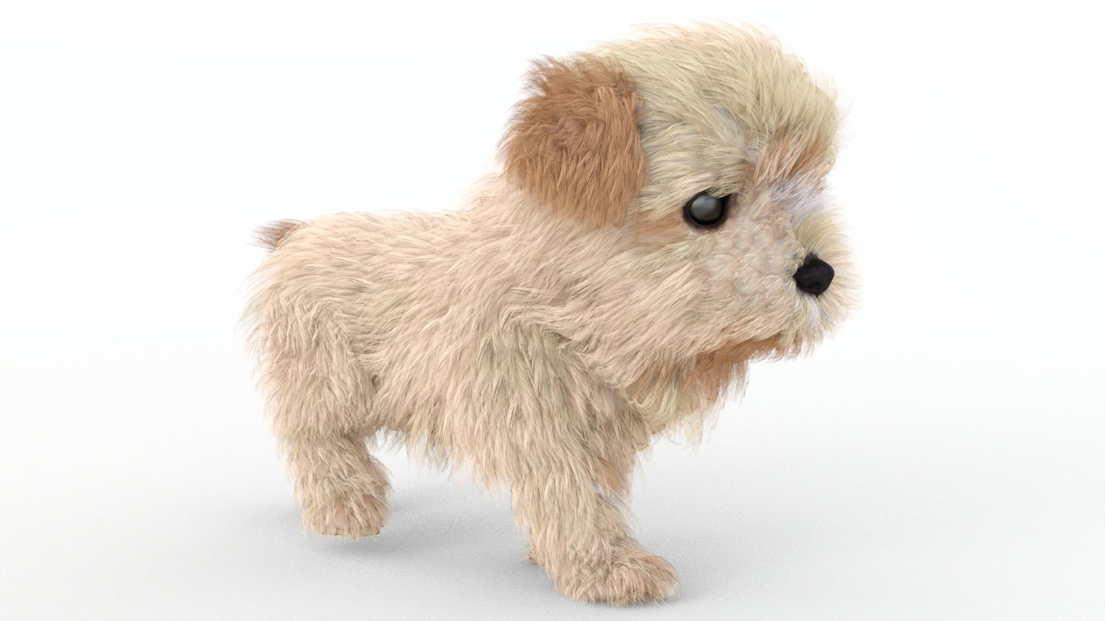 Animated Maltipoo Dog Puppy 3D Model Alpha Hair 360° view 4 frame 1