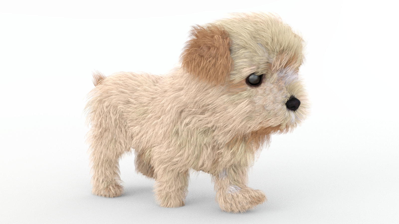 Animated Maltipoo Dog Puppy 3D Model Alpha Hair 360° view 4 frame 13