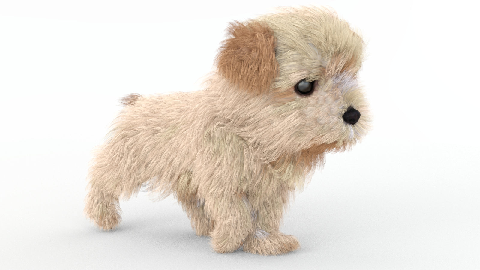 Animated Maltipoo Dog Puppy 3D Model Alpha Hair 360° view 4 frame 18