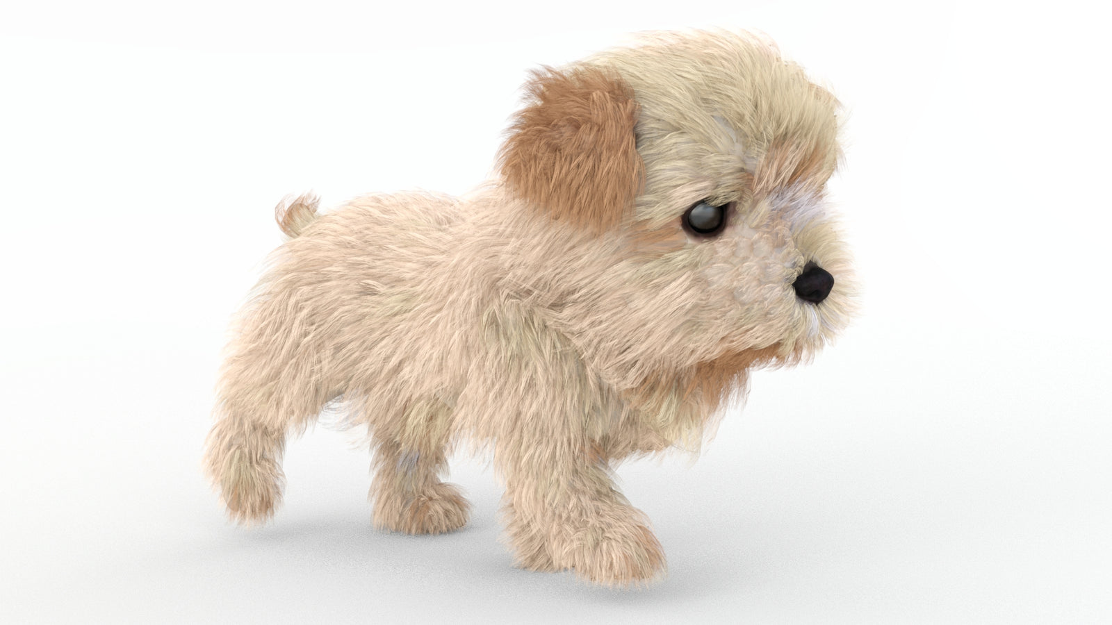 Animated Maltipoo Dog Puppy 3D Model Alpha Hair 360° view 4 frame 25