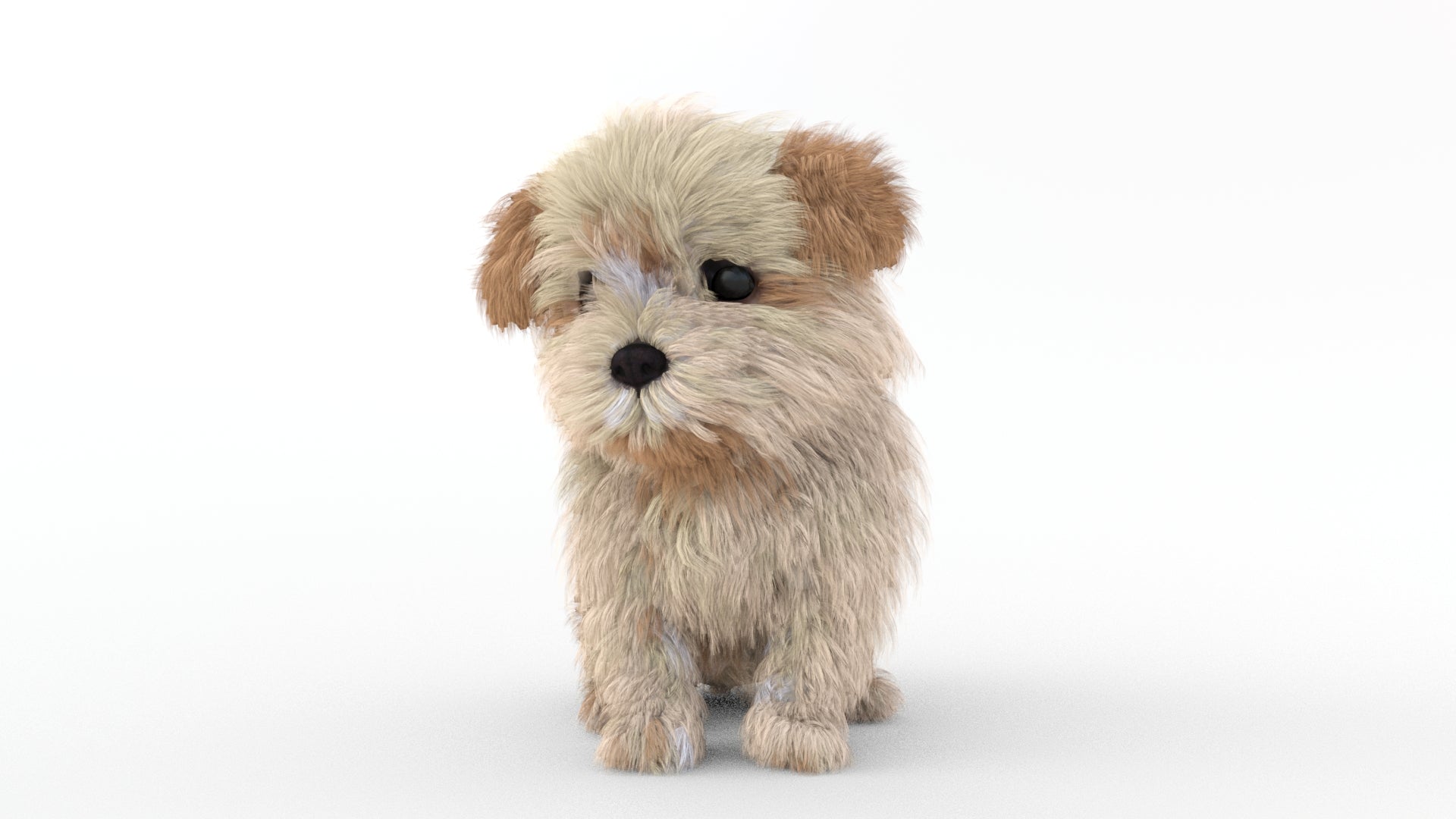 Animated Maltipoo Dog Puppy 3D Model Alpha Hair - 360 Degree View