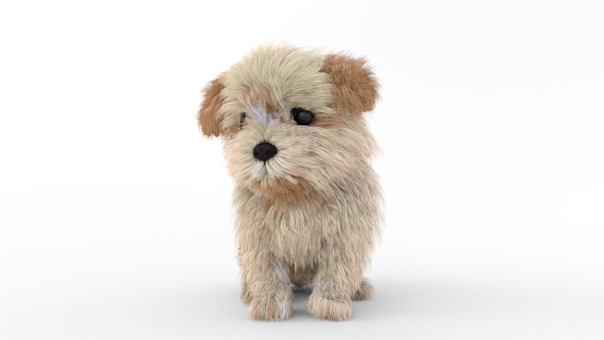 Animated Maltipoo Dog Puppy 3D Model Alpha Hair - 360 Degree View