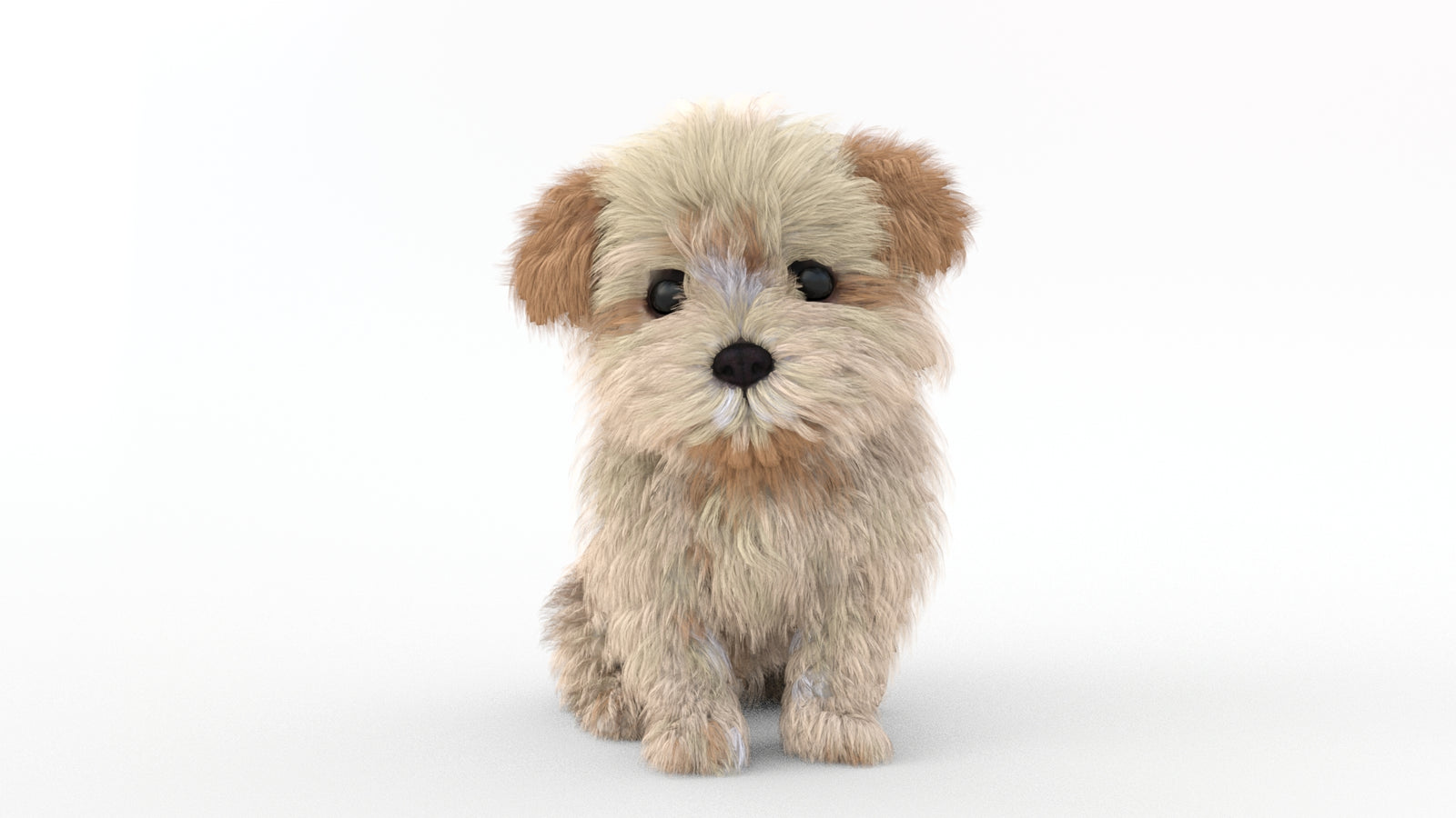 Animated Maltipoo Dog Puppy 3D Model Alpha Hair 360° view 2 frame 4