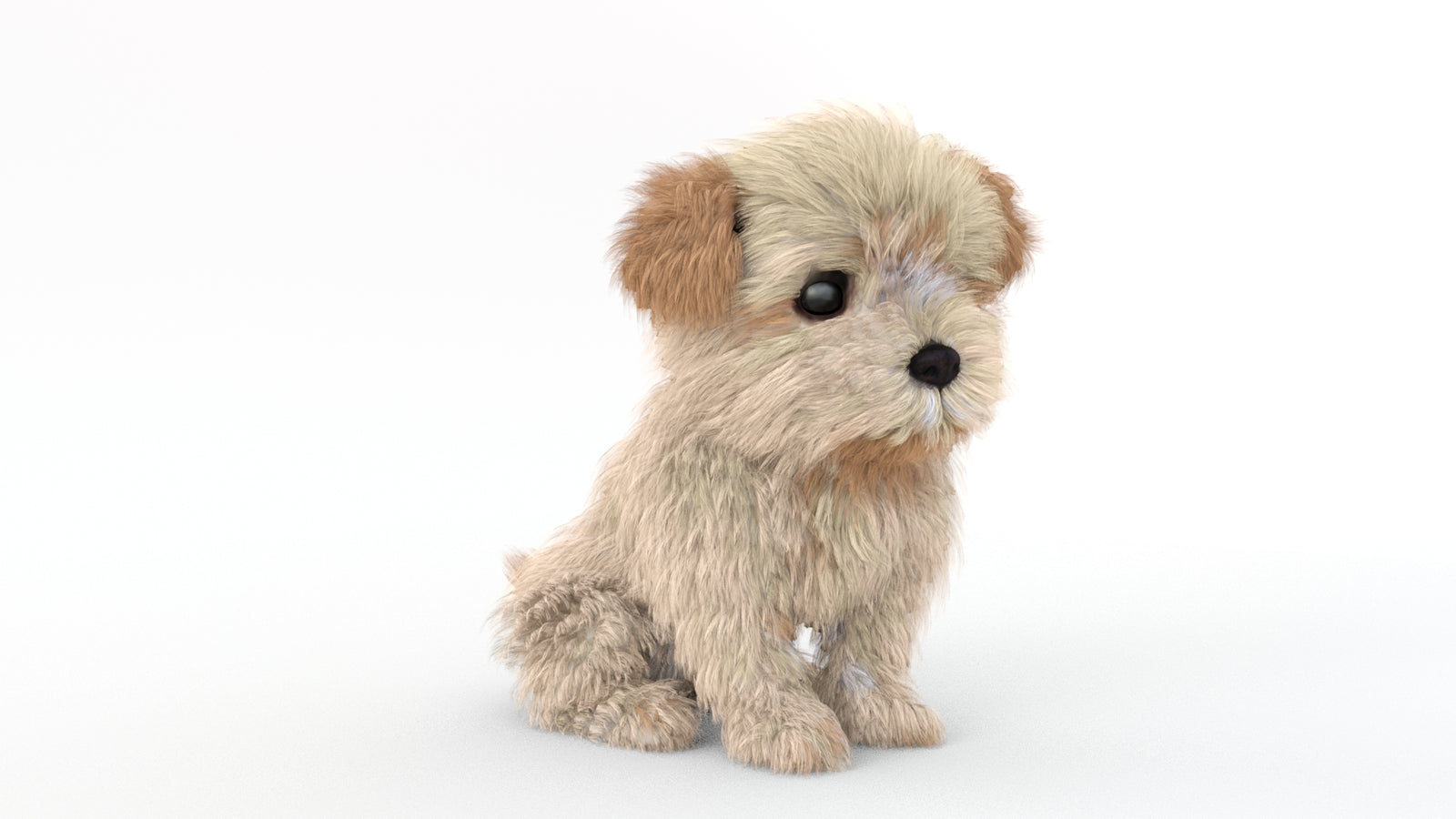 Animated Maltipoo Dog Puppy 3D Model Alpha Hair 360° view 2 frame 10