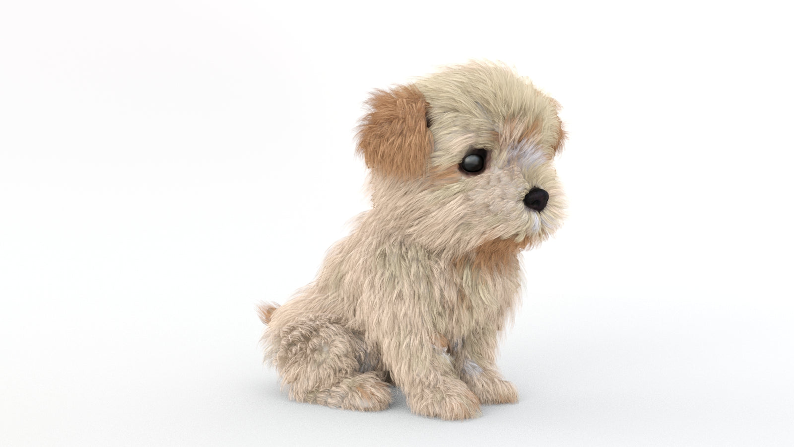 Animated Maltipoo Dog Puppy 3D Model Alpha Hair 360° view 2 frame 12