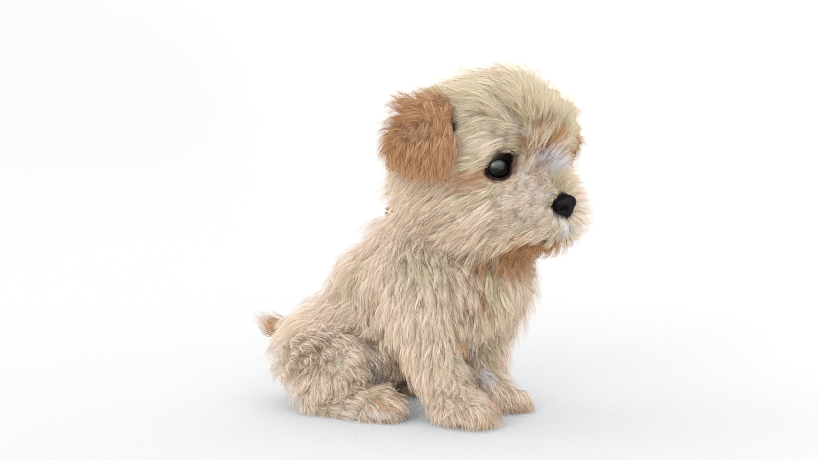 Animated Maltipoo Dog Puppy 3D Model Alpha Hair 360° view 2 frame 13
