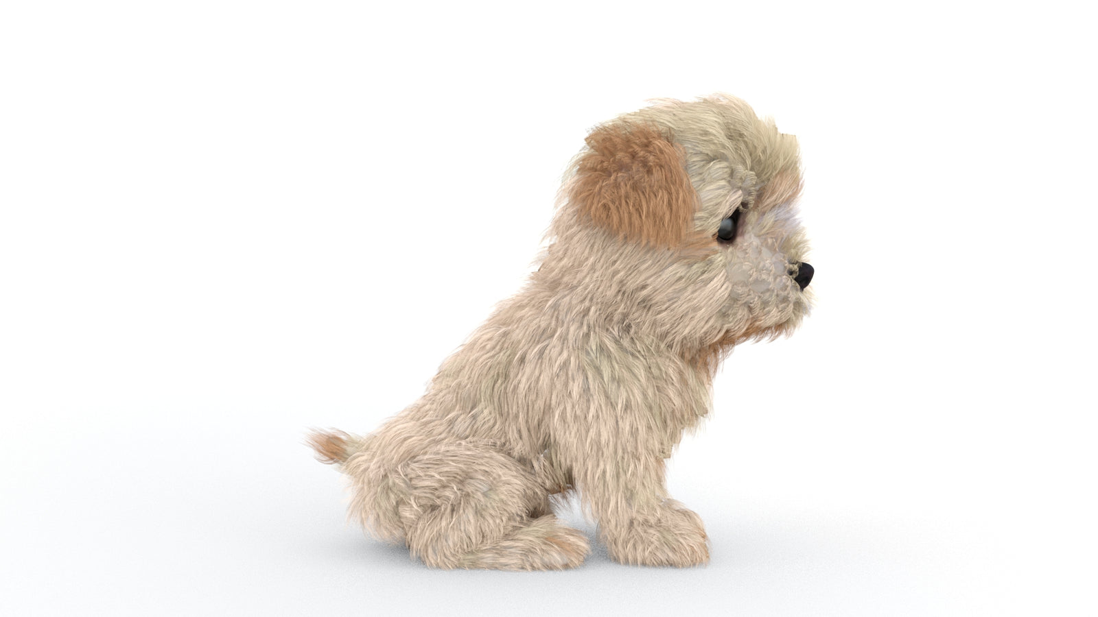 Animated Maltipoo Dog Puppy 3D Model Alpha Hair 360° view 2 frame 18