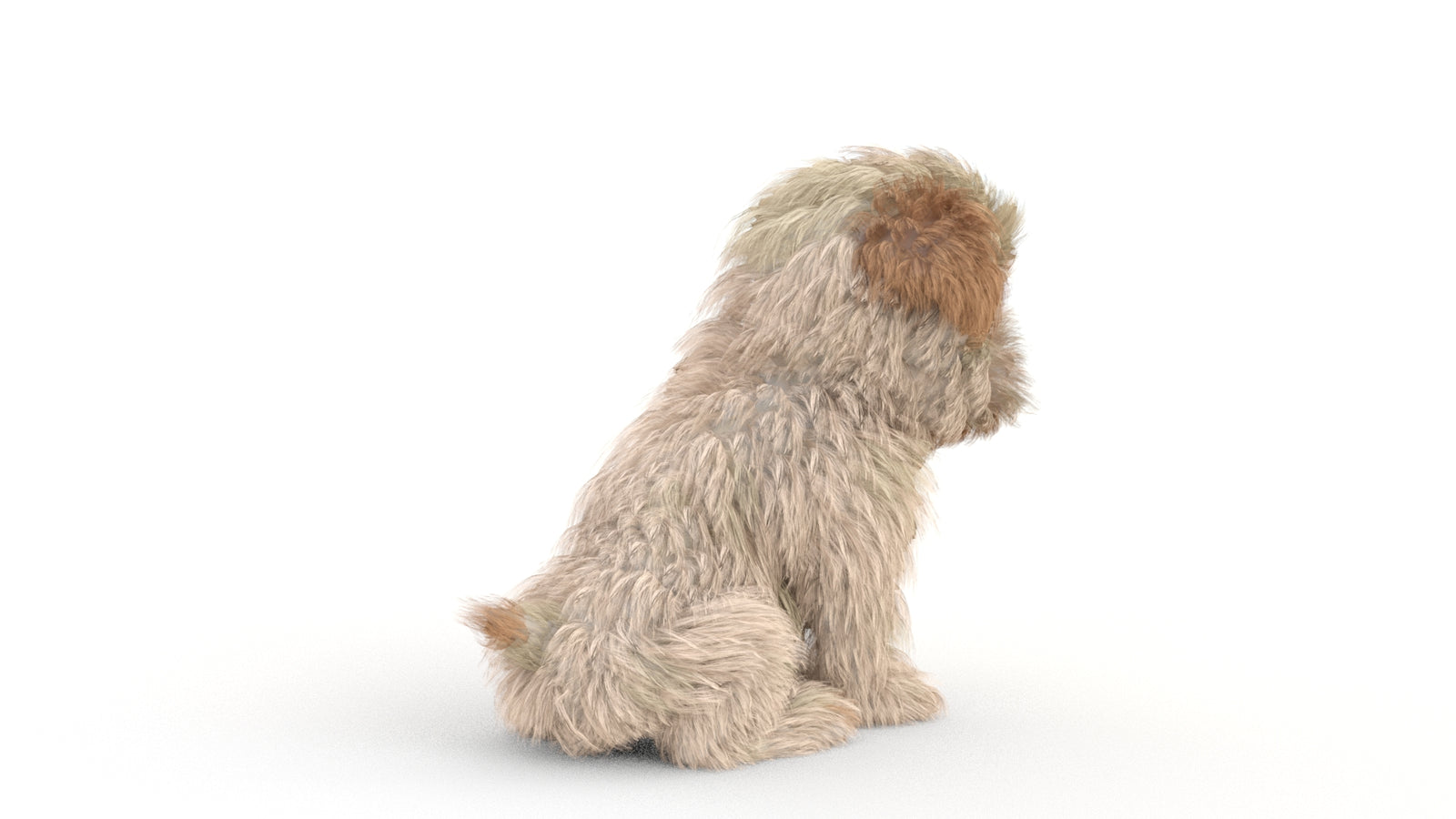 Animated Maltipoo Dog Puppy 3D Model Alpha Hair 360° view 2 frame 27