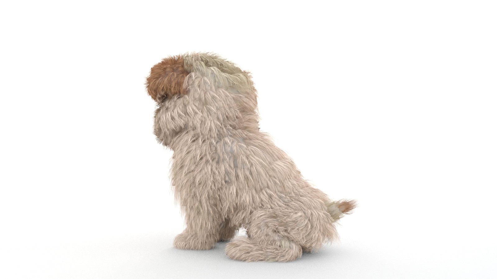 Animated Maltipoo Dog Puppy 3D Model Alpha Hair 360° view 2 frame 50