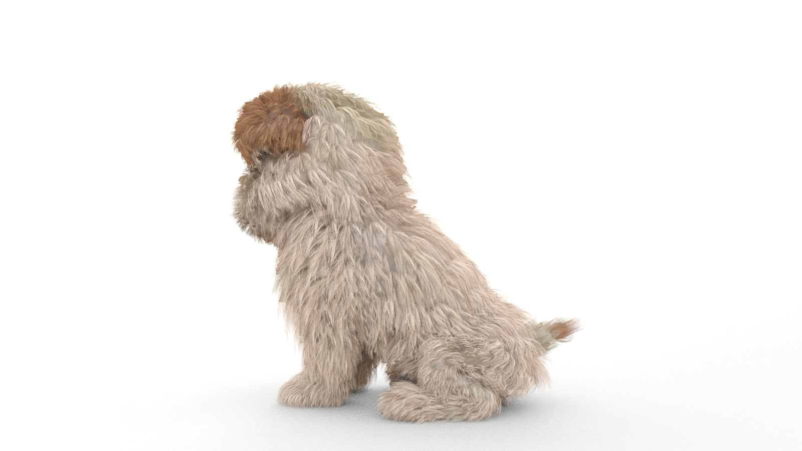 Animated Maltipoo Dog Puppy 3D Model Alpha Hair 360° view 2 frame 52
