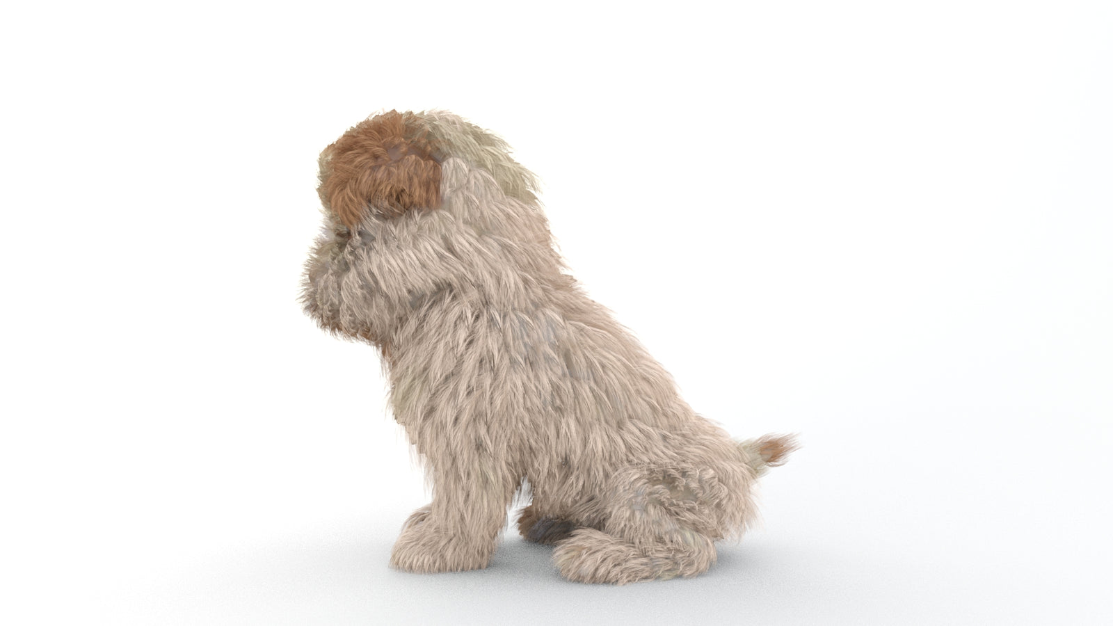 Animated Maltipoo Dog Puppy 3D Model Alpha Hair 360° view 2 frame 55