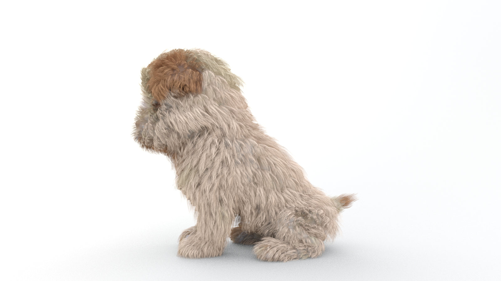 Animated Maltipoo Dog Puppy 3D Model Alpha Hair 360° view 2 frame 56