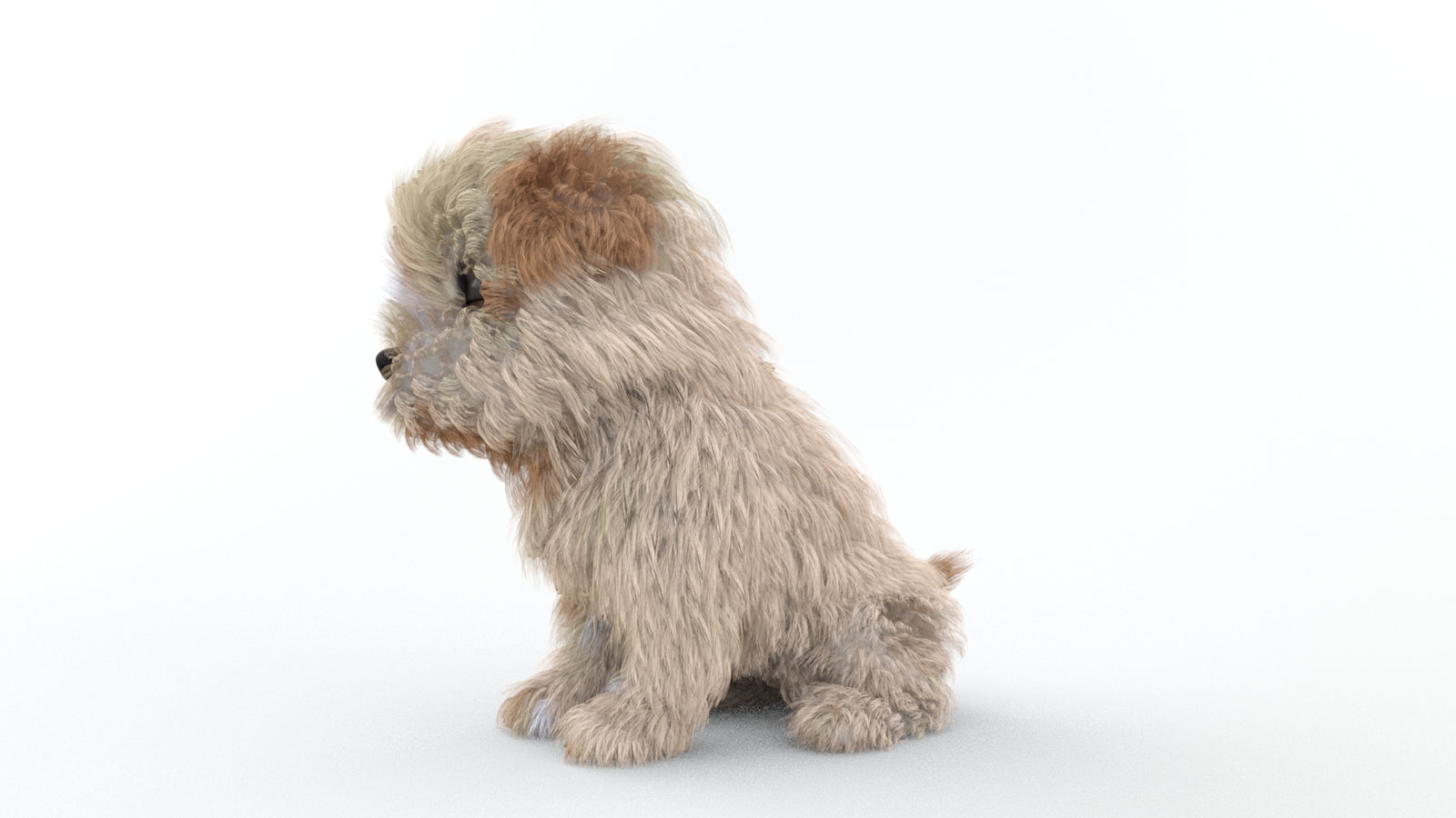 Animated Maltipoo Dog Puppy 3D Model Alpha Hair 360° view 2 frame 61
