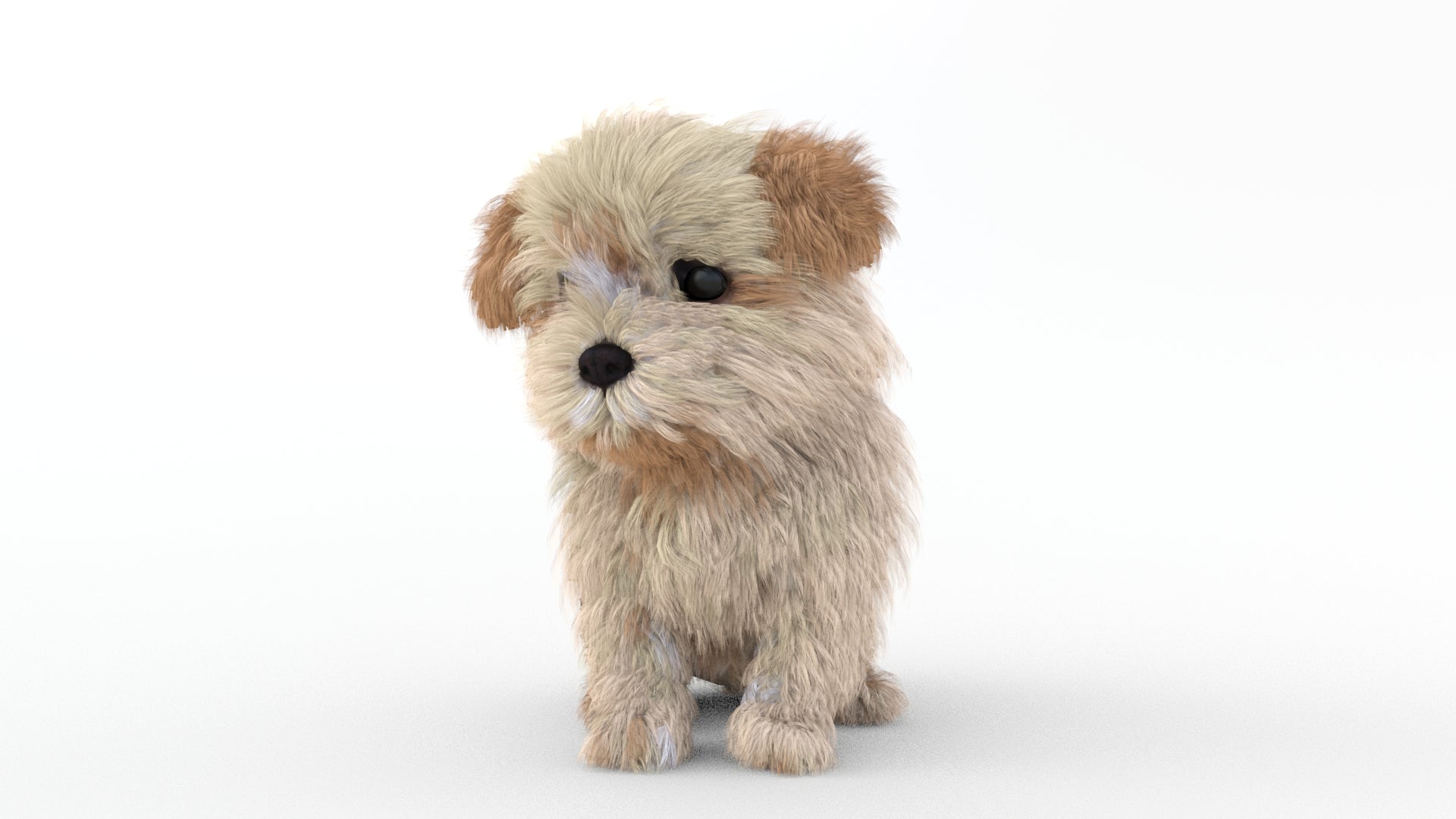 Rigged Maltipoo Dog Puppy 3D Model Polygonal Fur - 360 Degree View