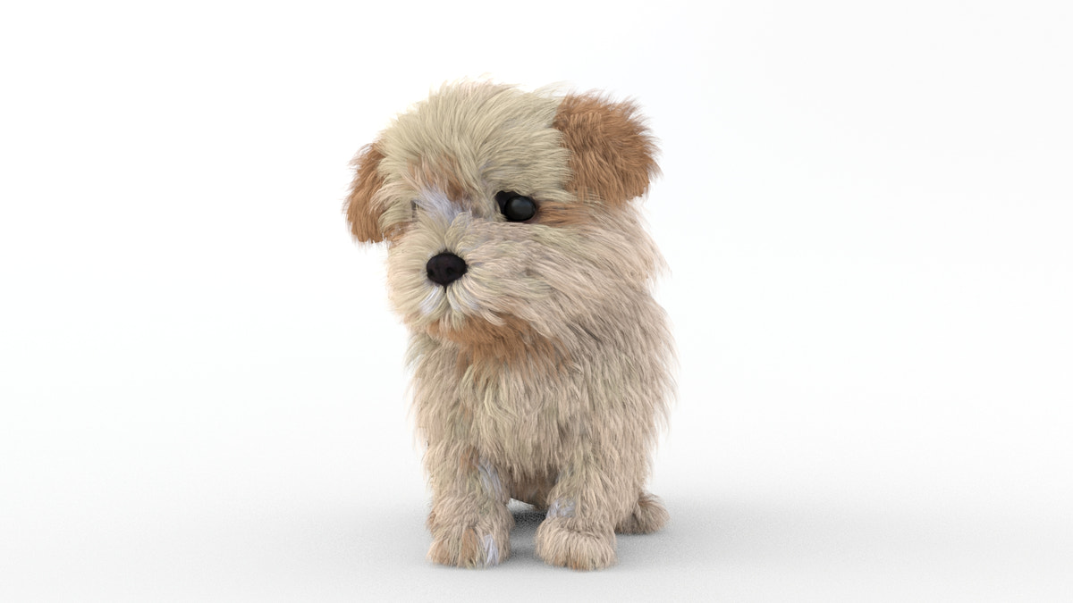 Rigged Maltipoo Dog Puppy 3D Model Polygonal Fur - 360 Degree View