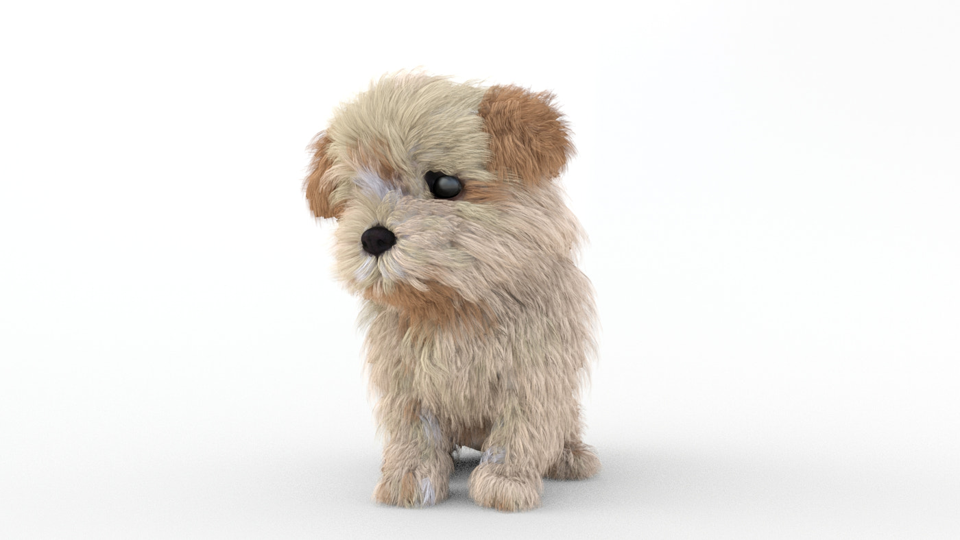 Rigged Maltipoo Dog Puppy 3D Model - 360 Degree View