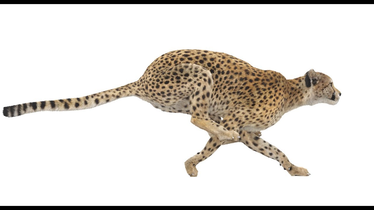 Cheetah 3D Model Animated Fur
