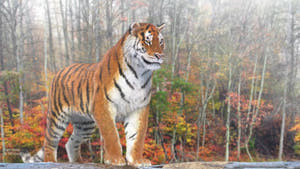Animated Tiger 3D Model with Realistic Fur Thumbnail