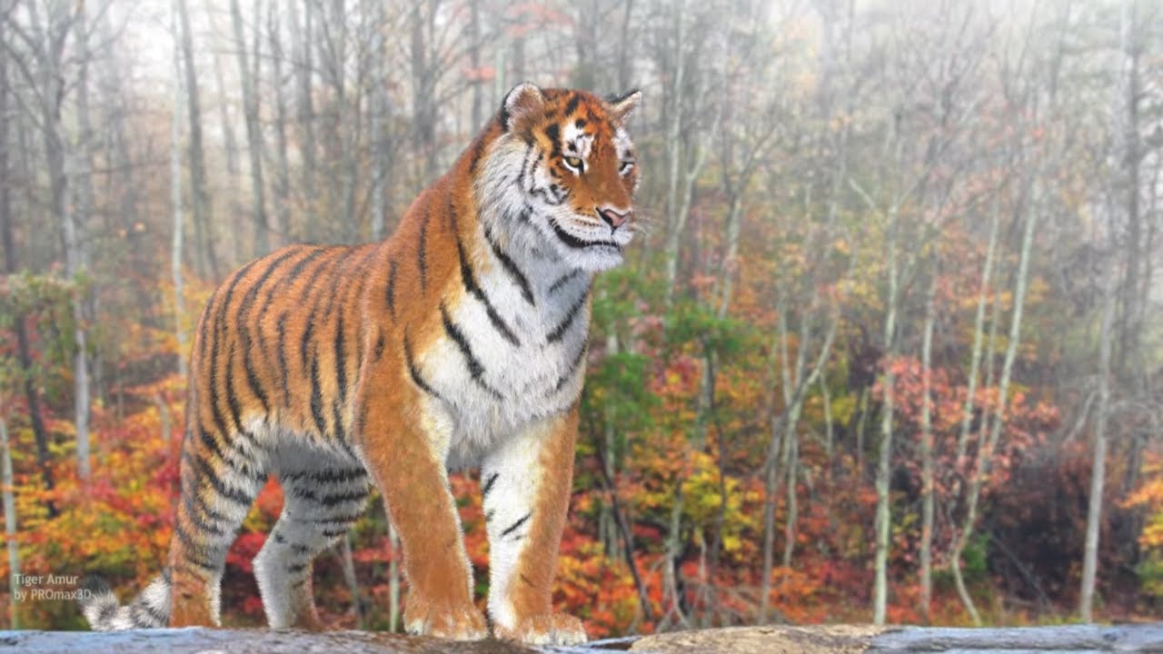 Animated Tiger 3D Model with Realistic Fur