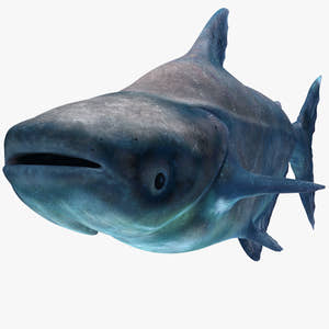 Mekong Giant Catfish 3D Model Thumbnail