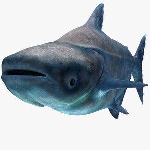 Mekong Giant Catfish 3D Model Thumbnail