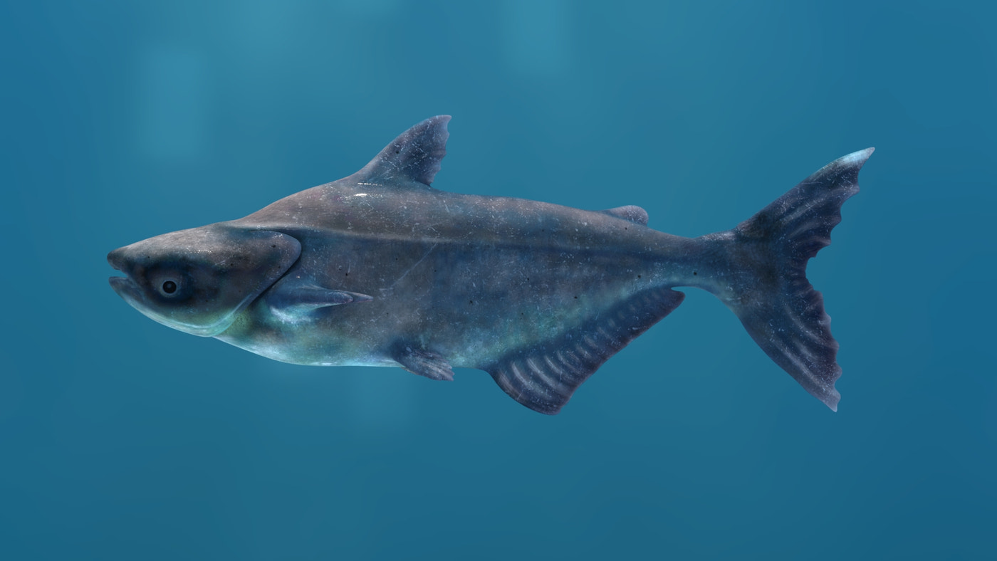 Animated Mekong Giant Catfish 3D Model - 360 Degree View