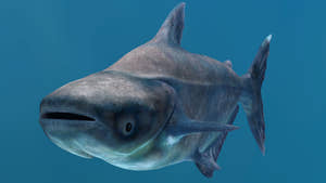 Mekong Giant Catfish 3D Model Thumbnail