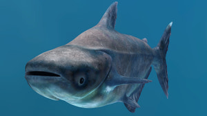 Mekong Giant Catfish 3D Model Thumbnail