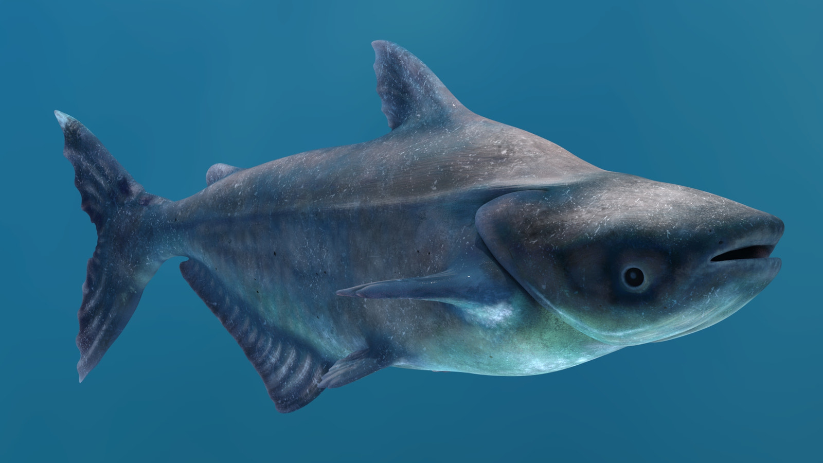 Mekong Giant Catfish 3D Model