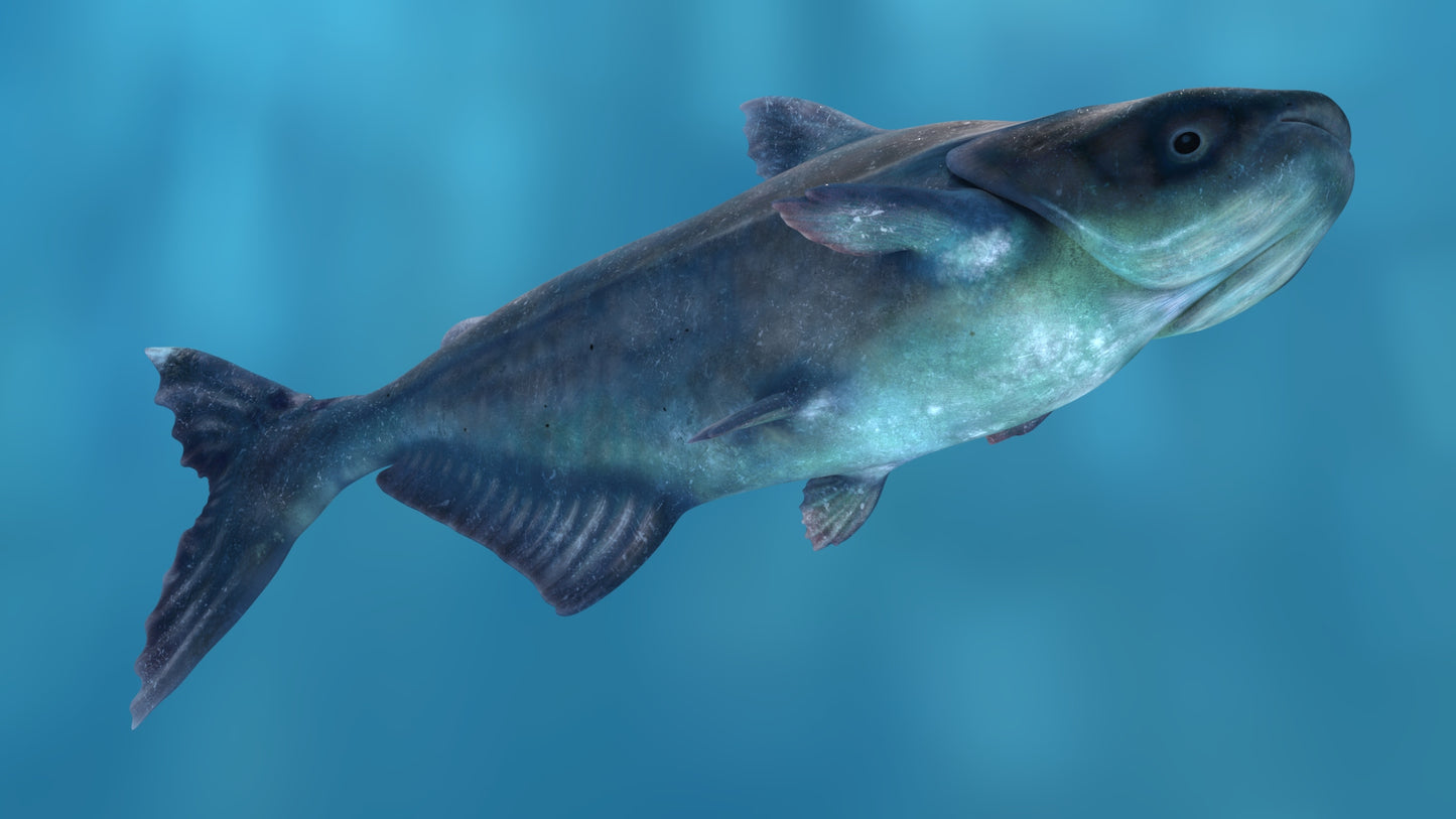 Mekong Giant Catfish 3D Model