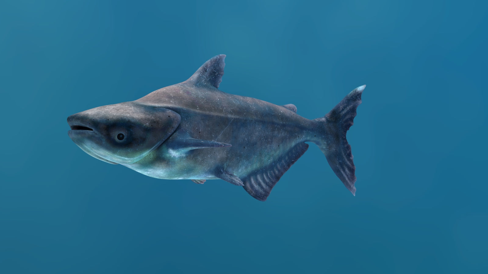 Animated Mekong Giant Catfish 3D Model 360° view 1 frame 4