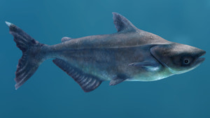Mekong Giant Catfish 3D Model Thumbnail